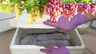 زراعة اقلام العنب  How To Grow Grape Vine From Cuttings [upl. by Enier]