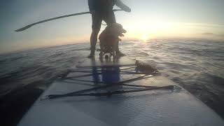 Paddleboard dog out to sea at sunset [upl. by Remot]