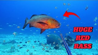 SPEARFISHING PHILIPPINES  RED BASS  BANTON ROMBLON  MEL SPEARFISHING TV😱 [upl. by Norwood]