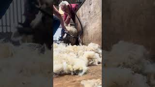 Cleaning ram lambs bums dagging shearing sheepfarming youtubeshorts viralvideo sheephusbandry [upl. by Jet392]