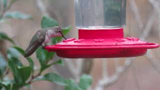 Blackchinned Hummingbird Archilochus alexandri Female At Feeder [upl. by Lammond94]