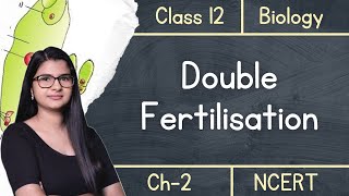 Class 12  Double Fertilisation amp Triple Fusion  under 4 mins [upl. by Seadon]