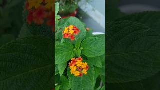 Lantana Plant gardening [upl. by Nunnery]