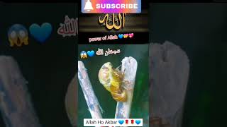 gazal gozol gojol bangla gazal Islamic gazal bangla gojol gojol bangla bangla Islamic gojol [upl. by Sauncho68]