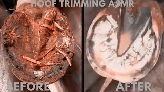 Satisfying Hoof Restoration [upl. by Hannover]