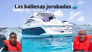 Las ballenas jorobadas en Samaná [upl. by Jackelyn810]