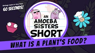 What is a Plants Food  Amoeba Sisters Shorts [upl. by Urian]