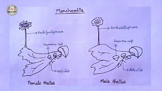 How To Draw Marchantia of Bryophyta in simple way  Common liverwort Drawing [upl. by Ariec]