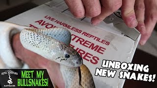 MEET MY BULLSNAKES unboxing new arrivals [upl. by Maxim]