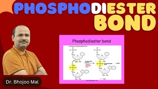 Phosphodiester bond  by Dr Bhojoo Mal [upl. by Eenwahs]