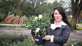 Where To Plant Dwarf Camellias [upl. by Paquito]