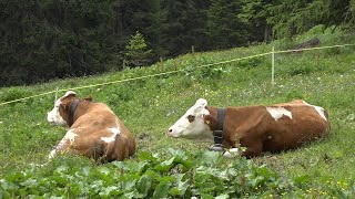 Confagricoltura in assemblea Donazzolo quotLa zootecnia va preservata o la montagna muorequot [upl. by Netsrik]