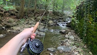 1 Year YouTube Anniversary Small Stream Fly Fishing for Trout [upl. by Nerrawed]