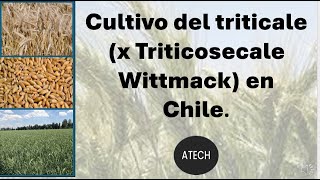 Cultivo del triticale X Triticosecale wittmack en Chile ATECH [upl. by Sakhuja574]