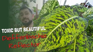 Dieffenbachia Reflector Ultimate Guide [upl. by Neelloj]