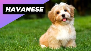 Havanese 🐶 Great Choice for FirstTime Dog Owners [upl. by Claire]