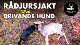 RÅDJURSJAKT MED DRIVANDE HUND [upl. by Pillsbury728]