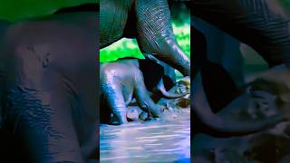 Cuddly Baby Elephants in Stunning 4K videoshortstrindinganimolselephants [upl. by Bedell419]