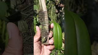 bulbophyllum pulchrum anggrek orchid bulbophyllumpulchrum [upl. by Sucramd]