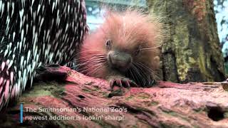 Meet Our PrehensileTailed Porcupette [upl. by Leahpar]