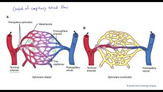 Capillary blood flow control [upl. by Ruperto]