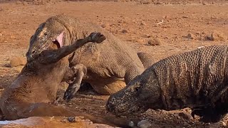 Komodo Dragon Hunt Prey on Deer 😱😱 [upl. by Eelatan]