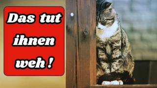 Diese alltäglichen Dinge verletzen die Gefühle deiner Katze 🐈 [upl. by Moureaux]