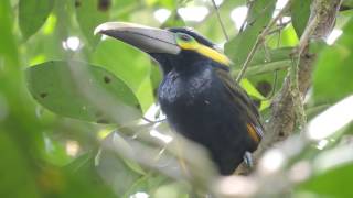 Yelloweared Toucanet Selenidera spectabilis [upl. by Ahseital]