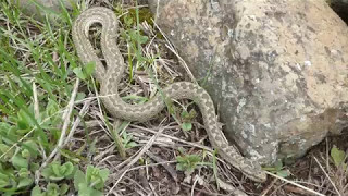 Armenian Steppe Viper aka Alburzi Viper  Vipera eriwanensis Mt Aragats Armenia [upl. by Michelle]