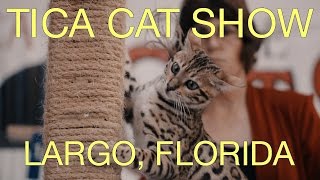 TICA Cat Show 2017 Highlights [upl. by Nnelg]