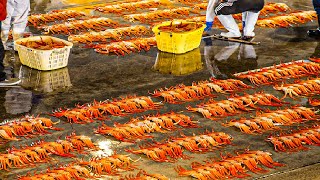 Producing Millions Tons of Seafood Every Day  Asian Seafood Processing Factory  Fish Processing [upl. by Yates666]