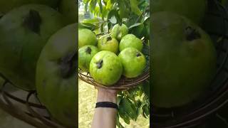 Aaj ki harvesting amrud  amrud  short trending  viral video [upl. by Mohammed]