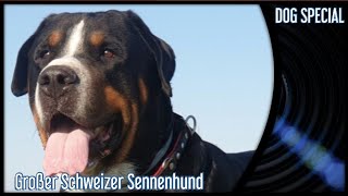 Großer Schweizer Sennenhund  Der Molosser für Feinschmecker [upl. by Elahcar111]