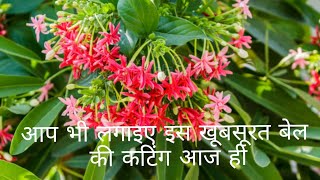 HOW TO GROW RANGOON CREEPER FROM CUTTING IN POT 14 2 2018 [upl. by Beeck168]