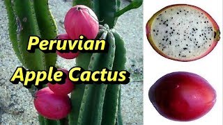 Peruvian Apple Cactus [upl. by Avigdor]