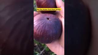 Bigg Size Anjeer Fruit Plant Variety  Anjeer Fruit Plant anjeer shorts plant fruit shortvideo [upl. by Atlas]