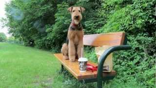 Airedale terrier [upl. by Ynalem]