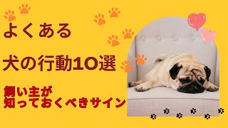 よくある犬の行動10選！飼い主が知っておくべきサイン [upl. by Vaughan969]