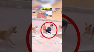 Este Perro Fue Atacado Pero Lo Que Hicieron Sus Amigos Te Sorprenderá [upl. by Eelnayr]