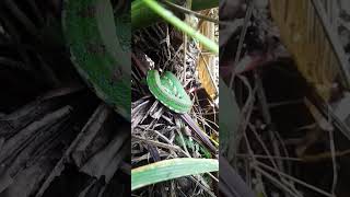 The Philippine Pit Viper Trimeresurus flavomaculatus [upl. by Micaela921]