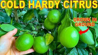 5 CITRUS TREES That Grow To 10 DEGREES 12C Grow Cold Hardy Citrus [upl. by Ytiak]