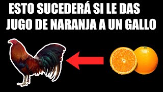 Para que sirve la Naranja en los Gallos 🔥  ESTO TE VA A SORPRENDER [upl. by Aytnahs438]