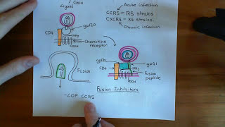 The HIV Life Cycle and Antiretroviral Drugs Part 4 [upl. by Ahterod]