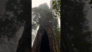 Hollow Redwood Tree Redwood National Park California 🌲🇺🇸 hiking california travel [upl. by Sonitnatsnok492]