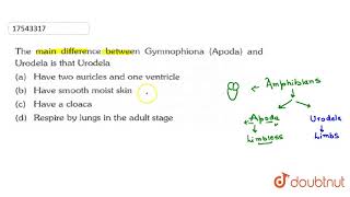 The main difference between Gymnophiona Apoda and Urodela is that Urodela [upl. by Nosnar]