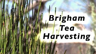 Natural Ephedra  Brigham Tea harvesting [upl. by Nanreik]