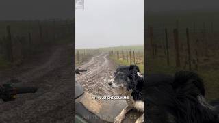 🐶⚡ Incredible Border Collie in Action A Master of Herding🌟🐑dog herding dogs [upl. by Ennyl]