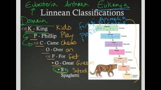 Linnaean Classification [upl. by Asiar]