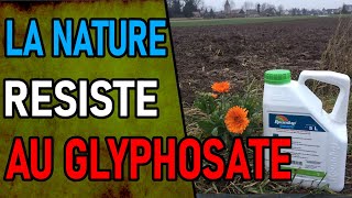 DE MOINS EN MOINS EFFICACE LE GLYPHOSATE permaculture vulgarisation agriculture [upl. by Lilithe]