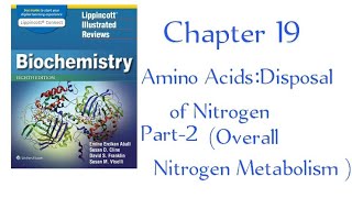 Ubiquitin proteasome proteolytic pathway Overall nitrogen metabolism part2 chapter 19 Lippincott [upl. by Dutchman]